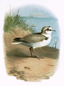 Strandplevier