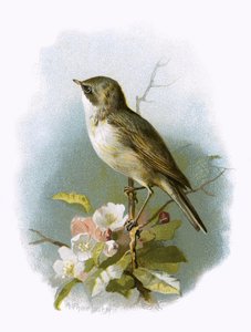Braamsluiper
