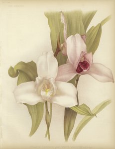 Lycaste skinneri en witte variëteit