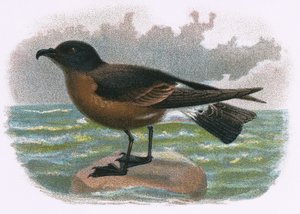 Madeira Stormvogel