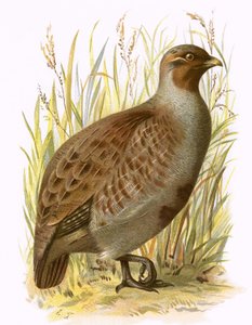Patrijs