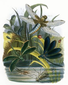 Het vlindervivarium