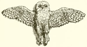 De adelaar en de uil