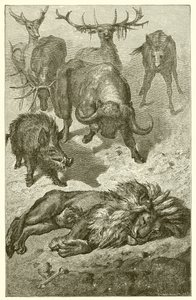 De oude leeuw