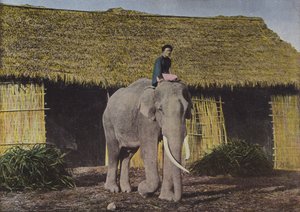 Olifant aan het Werk