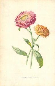 Eeuwige Bloem