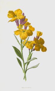 Muurbloem