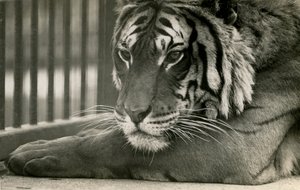 Tijger Sam in London Zoo, 1925