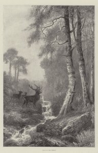 Dageraad in het bos