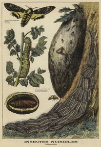 Schadelijke insecten: Doodshoofdvlinder