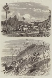 Leven in de bush in Queensland