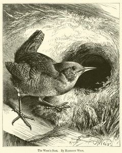 Het Wrens Nest