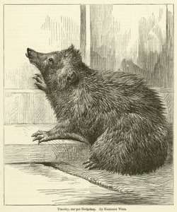 Timothy, onze huis-egel