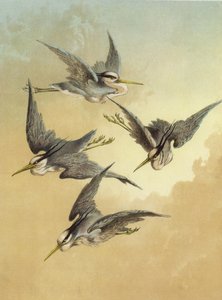 Reiger