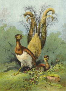Lierkievit