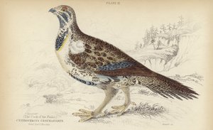 Centrocercus Urophasianus