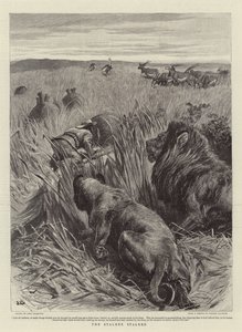 De jager bespied