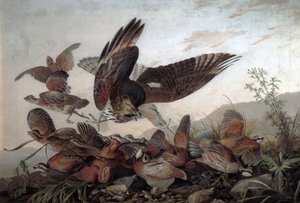 Haviken die patrijzen aanvallen, 1826