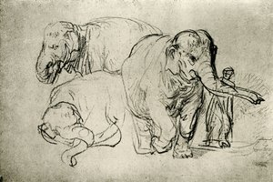Studie van olifanten