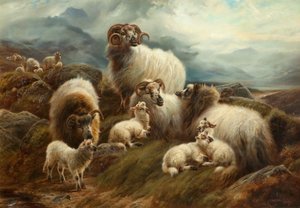 Schapen in een landschap