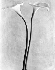 Calla lelies, Mexico-Stad, 1925