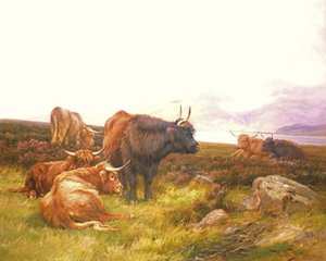 Hooglanders bij een meer