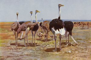Somalische struisvogel