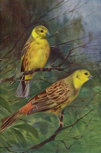 Geelgors