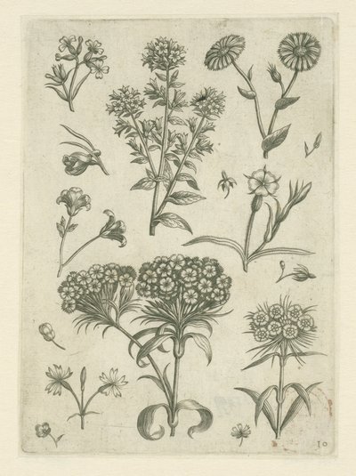 Duizendschoon en andere bloemen door Adriaen Collaert