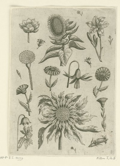 Zonnebloem en andere bloemen (series title: Florilegium) door Adriaen Collaert