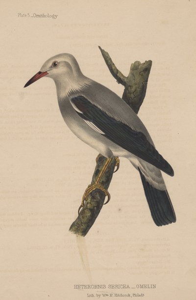 Heterornis Sericea (Gmelin) door American School