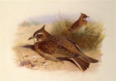 Een kuifleeuwerik, Britse vogels door Archibald Thorburn