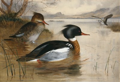 Zaagbekken op Loch Maree door Archibald Thorburn