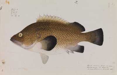 Oostelijke Wirra, Acanthistius ocellatus door Arthur Bartholomew