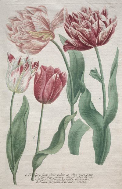 Tulpen door Bartholomaus Seutter