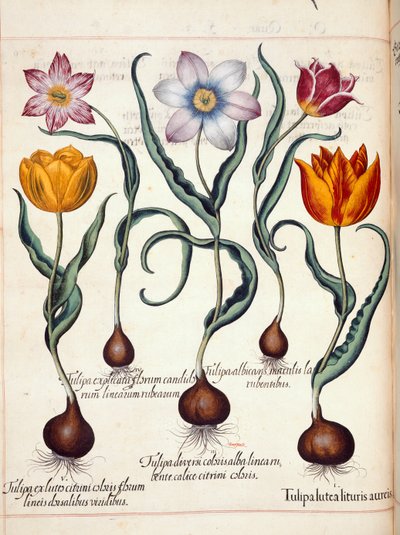 Tulpen, uit 