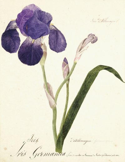 Duitse iris; Iris Germanica door Capitaine Pelletier