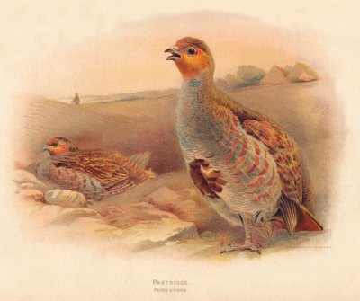 Patrijs Perdix cinerea, 1900 door Charles Whymper