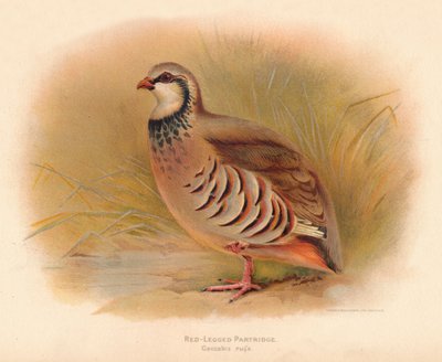 Roodpootpatrijs Caccabus rufa, 1900 door Charles Whymper