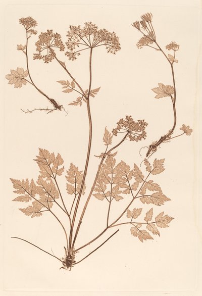 Chaerophyllum hirsistum door Constetin von Ettinghausen and Alois Pokorny