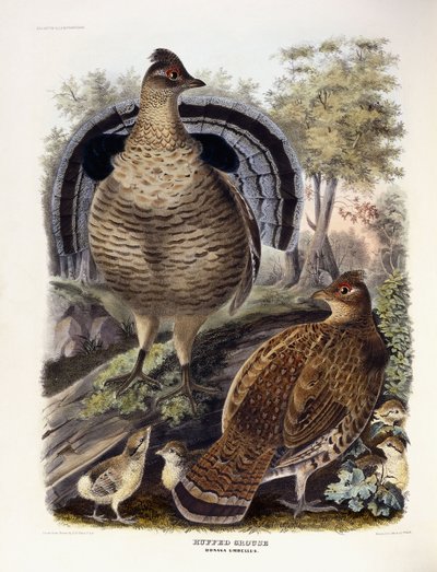 Ruffed Grouse, 1865 door Daniel Girard Elliot