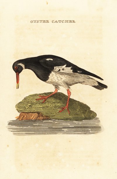 Scholekster, Haematopus ostralegus door Edward Donovan