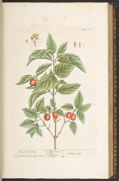 Plate 121, uit 