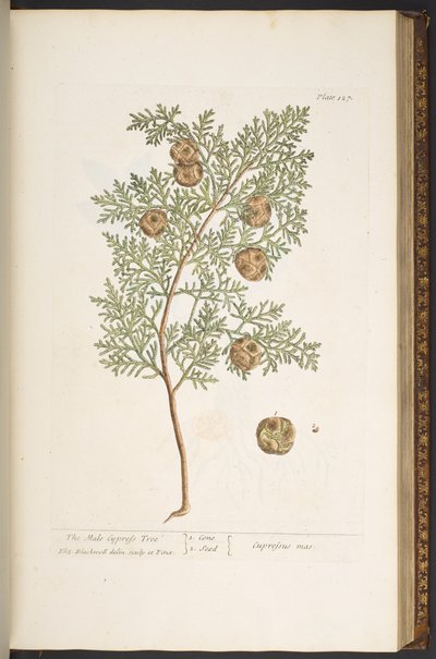 Plate 127, uit 