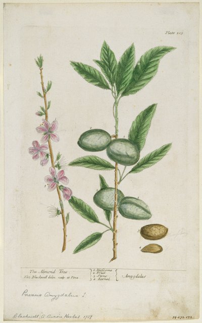 Prunus amygdalis dulcis. Zoete Amandel, 1737 door Elizabeth Blackwell