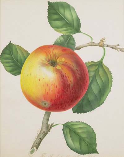 Een Appel, c.1835 door Elizabeth Jane Hill