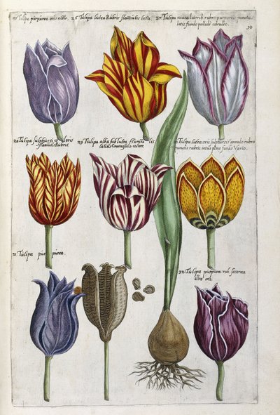 Verschillende tulpen, 1612-14 door Emanuel Sweert