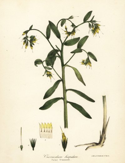 Valse gromwell, Onosmodium hispidum door Endicott Endicott