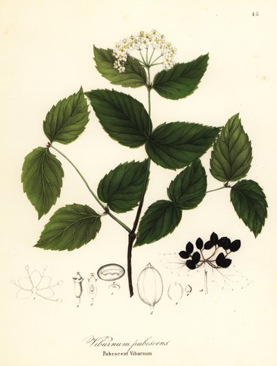 Behaarde sneeuwbal, Viburnum pubescens door Endicott Endicott