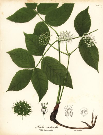 Wilde sarsaparilla, Aralia nudicaulis door Endicott Endicott